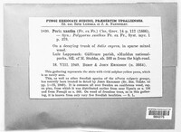 Poria xantha image